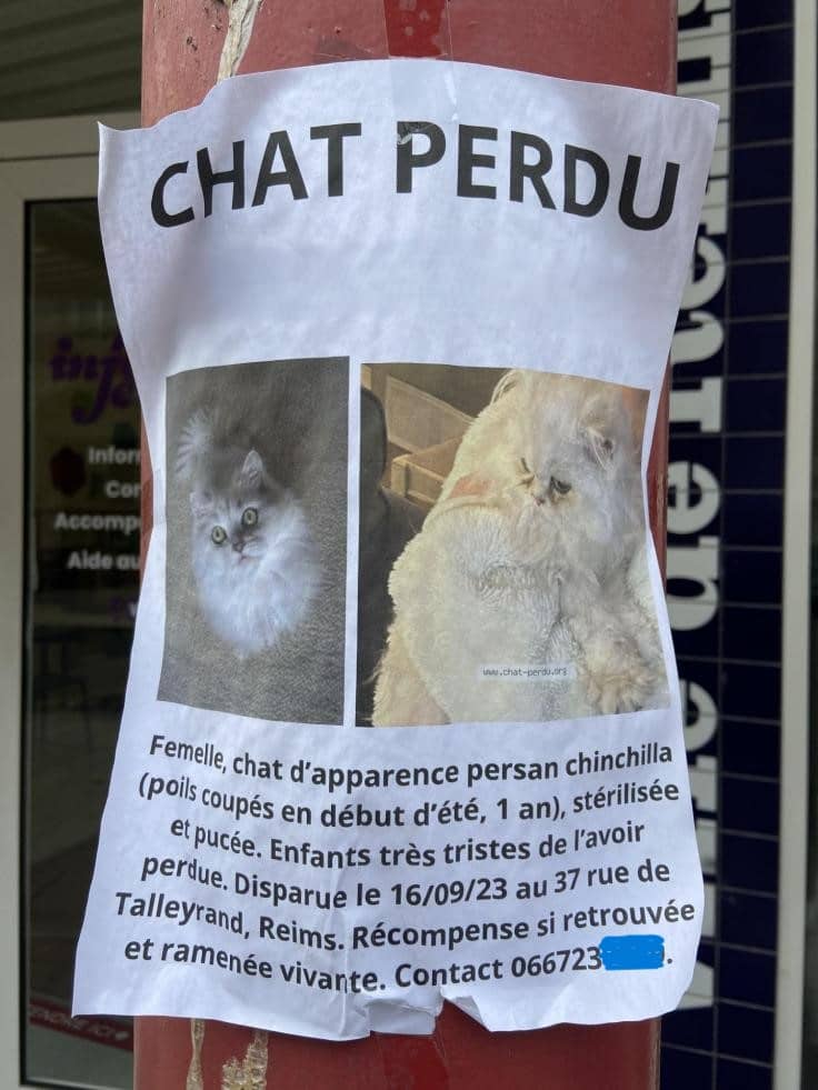 Chats perdus ! Que faire?